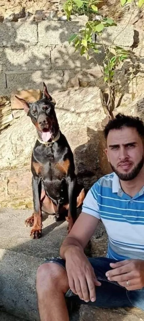 Doberman Européen disponible 