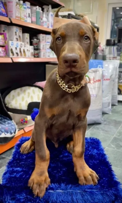 Dobermann Kennel Algerien