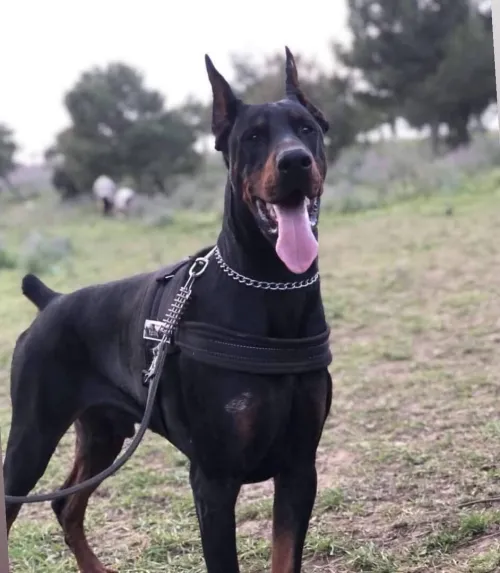 Doberman Européen disponible 