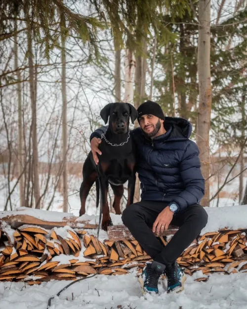 Doberman Européen disponible 