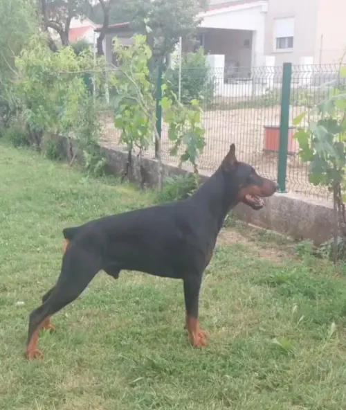 Dobermann Kennel Algerien