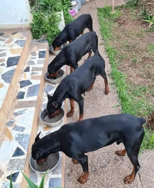 Dobermann Kennel Algerien