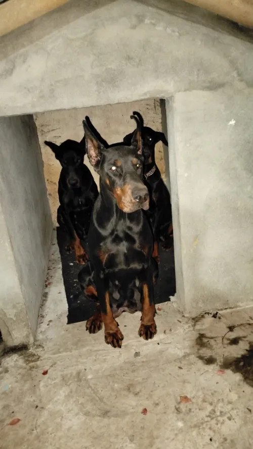 Doberman Européen disponible 