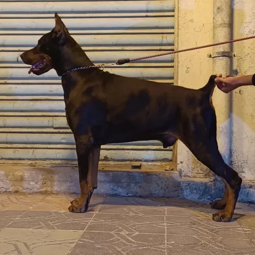Doberman Européen disponible 