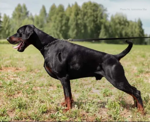 Doberman Européen disponible 