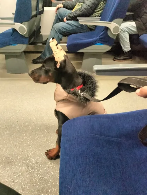 Doberman Européen disponible 