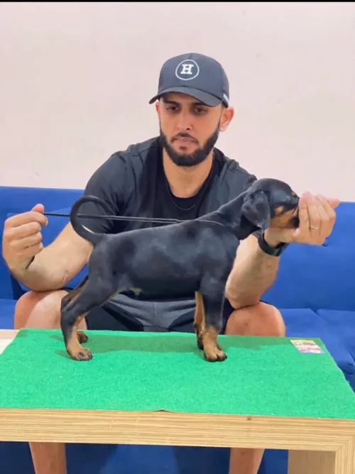 Doberman Européen disponible 