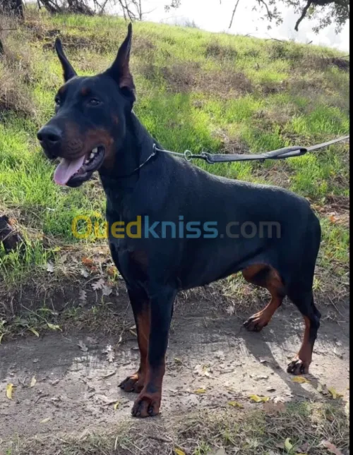 Doberman Européen disponible 
