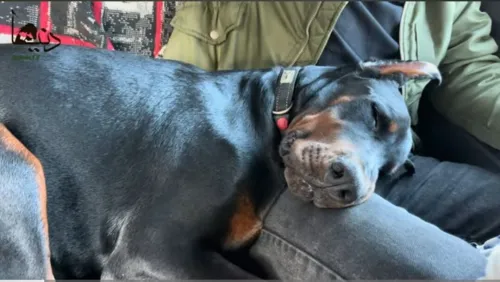 Doberman Européen disponible 