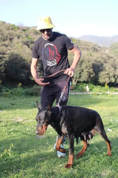 Dobermann Kennel Algerien