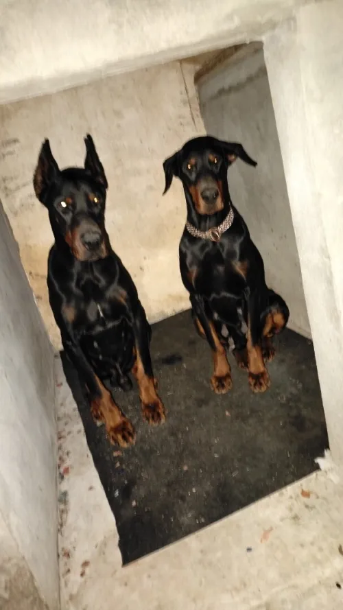Dobermann Kennel Algerien