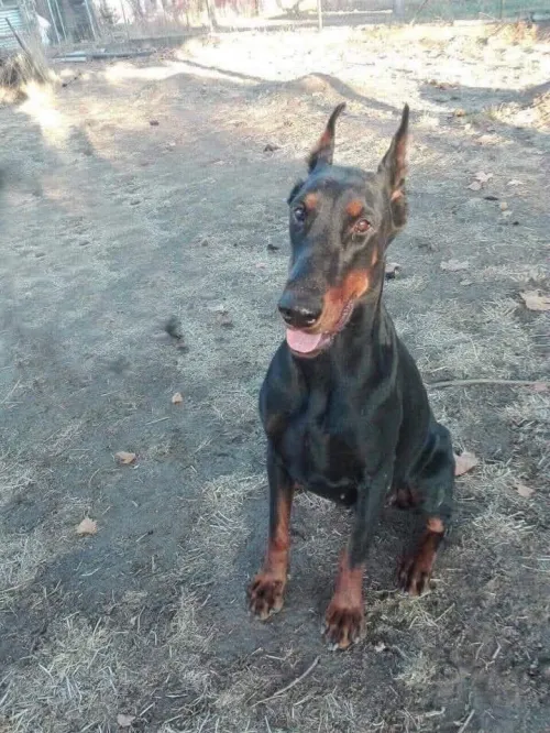 Doberman Européen disponible 