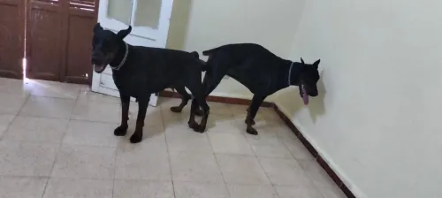 Dobermann Kennel Algerien