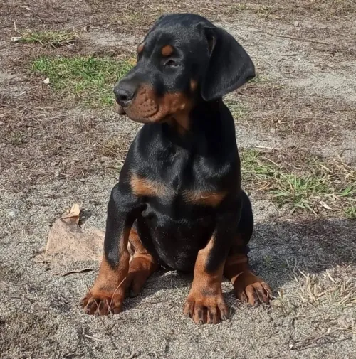 Dobermann Kennel Algerien