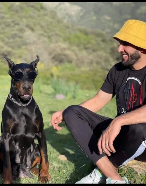 Doberman Européen disponible 