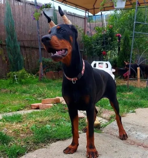 Dobermann Kennel Algerien