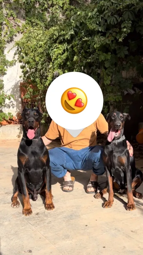 Doberman Européen disponible 