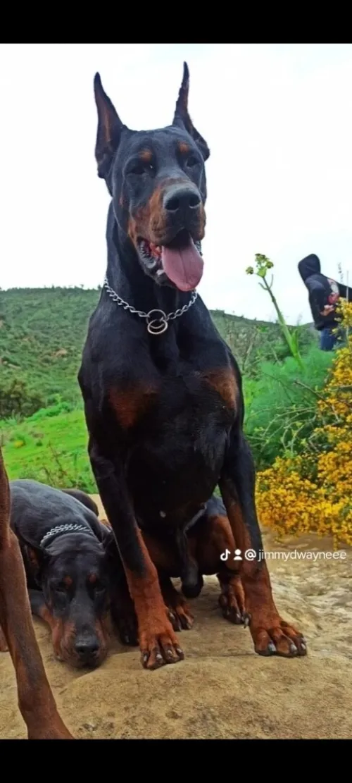 Doberman Européen disponible 