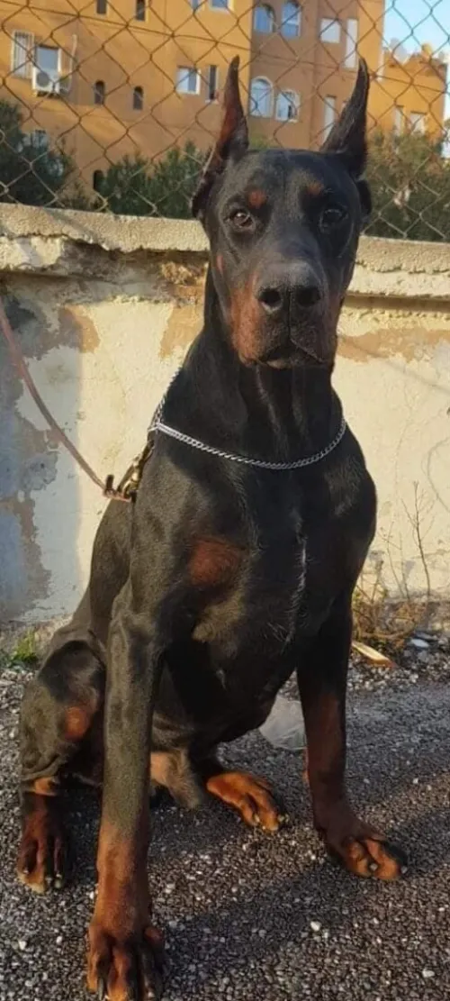 Dobermann Kennel Algerien