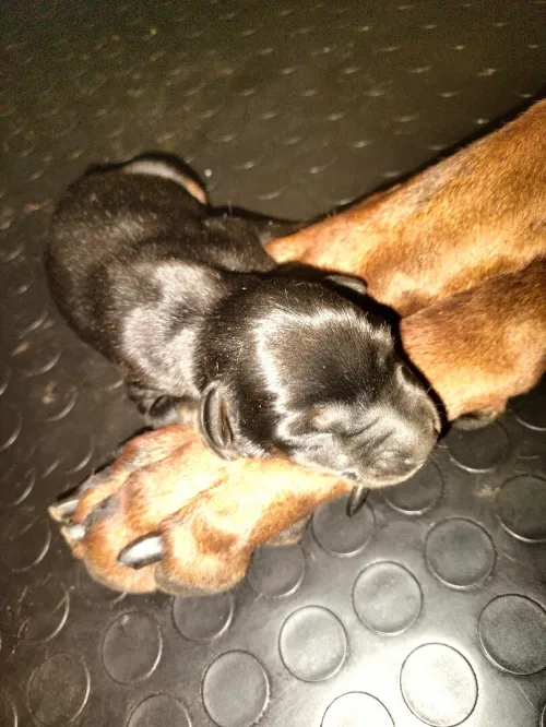 Doberman Européen disponible 