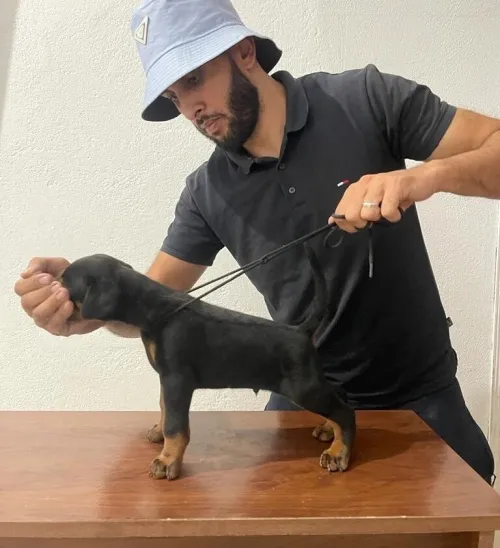 Doberman Européen disponible 