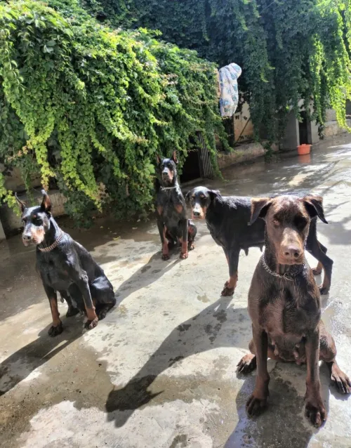 Dobermann Kennel Algerien