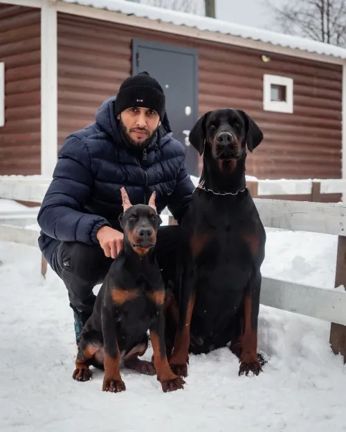 Doberman Européen disponible 