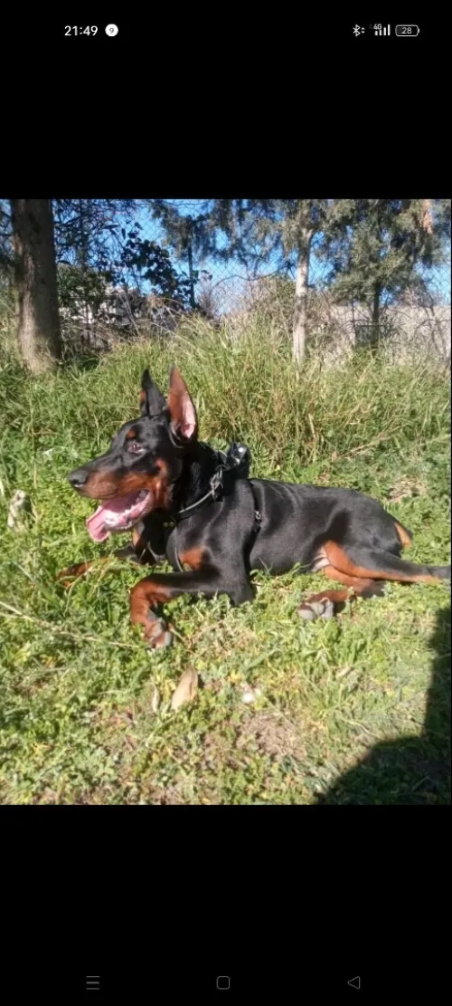 Doberman Européen disponible 