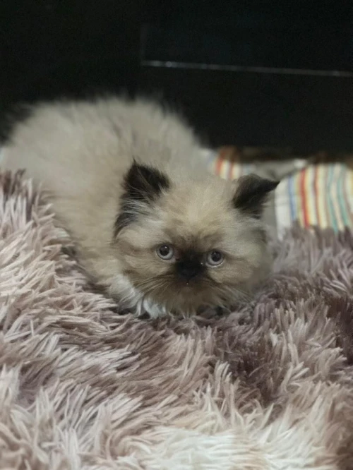 Chat persan himalayenne
