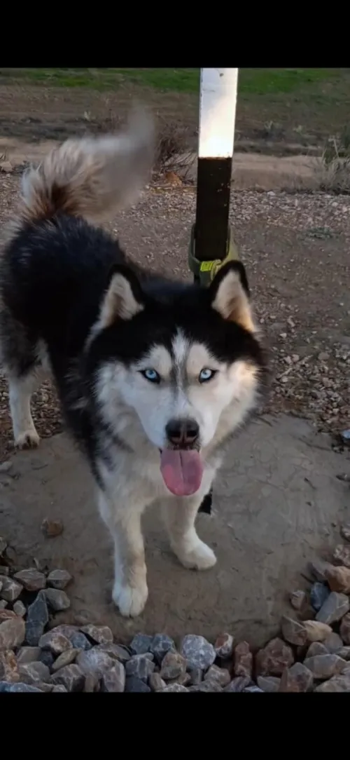 Husky