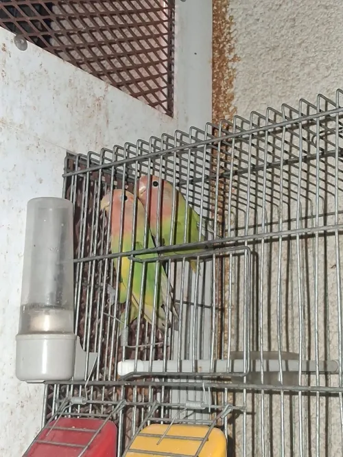 Couple inséparable rosé 8mois prépare l'accouplement