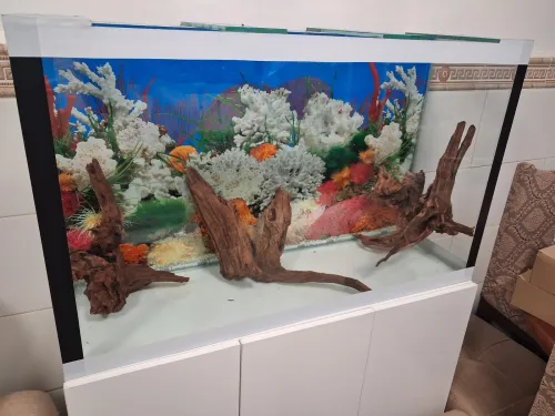 Aquarium avec meuble 1m équipée avec 40 poissons Cycledis Labidos Jaune