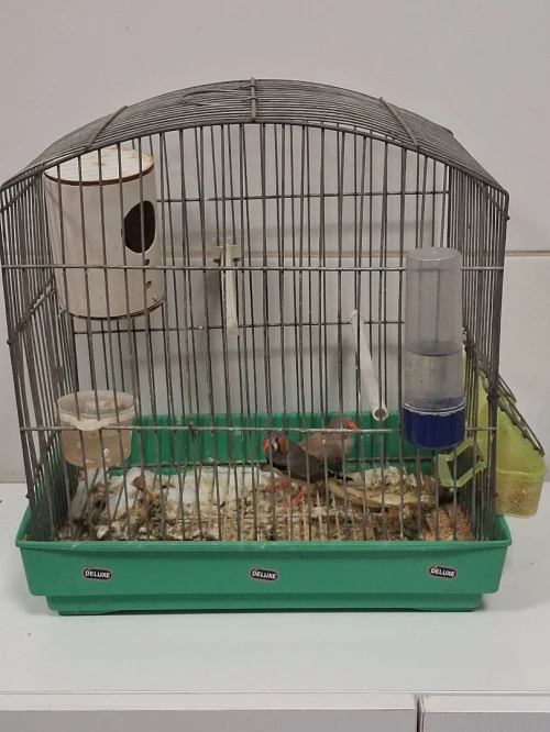 Divers couples Mandarins avec cages et nids