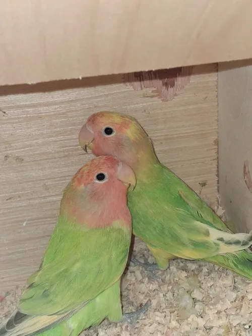 Couple inséparable rosé 8mois prépare l'accouplement