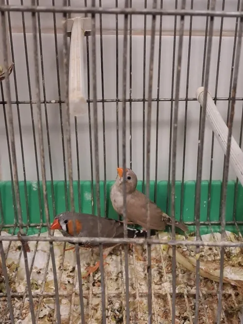 Divers couples Mandarins avec cages et nids
