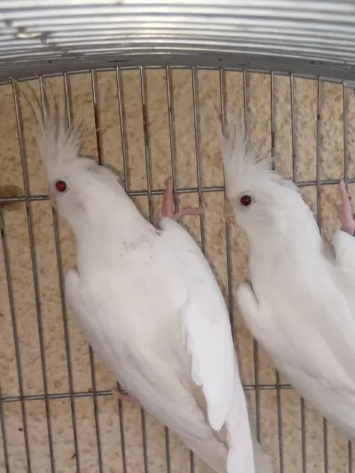 Couple calopsit albinos adultes prêt pour l'accouplement