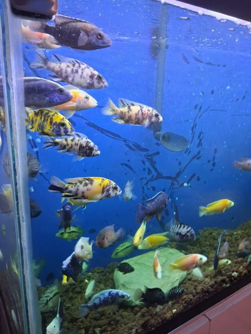 Aquarium avec meuble 1m équipée avec 40 poissons Cycledis Labidos Jaune