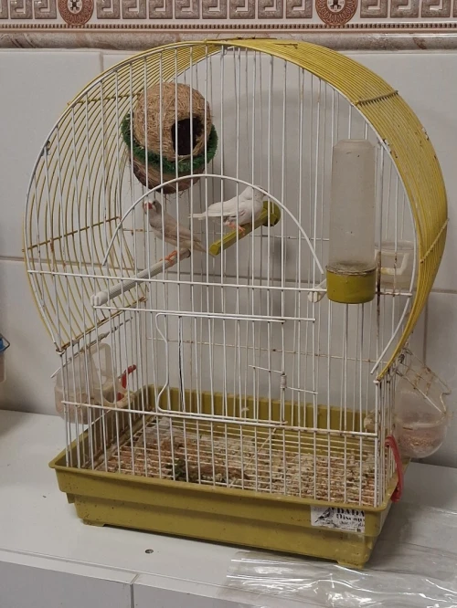 Divers couples Mandarins avec cages et nids