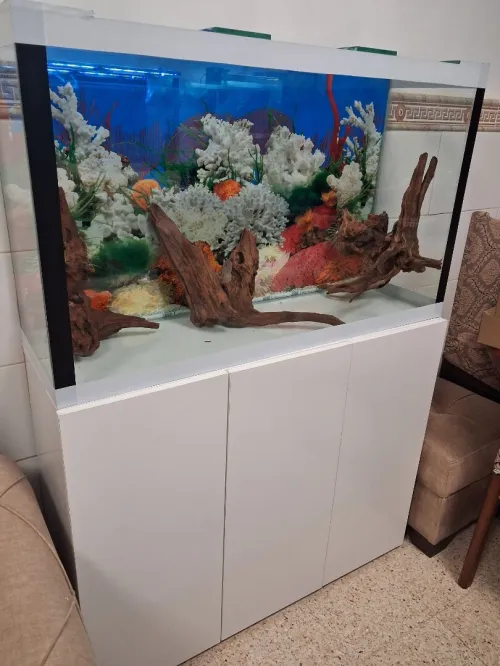 Aquarium avec meuble 1m équipée avec 40 poissons Cycledis Labidos Jaune