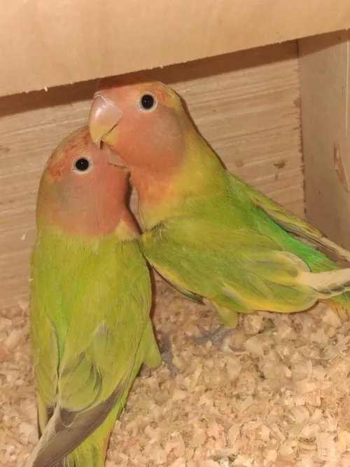 Couple inséparable rosé 8mois prépare l'accouplement