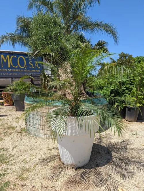Décoration de jardin 