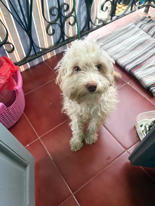 Chien bichon