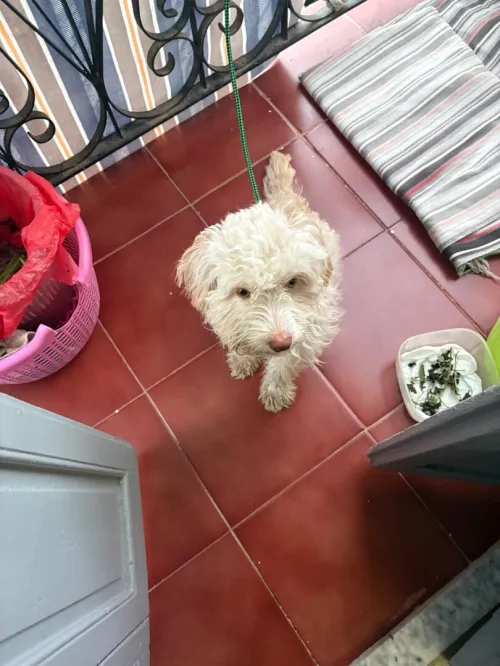 Chien bichon