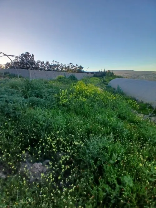 Vente Terrain Agricole Oran El ançor