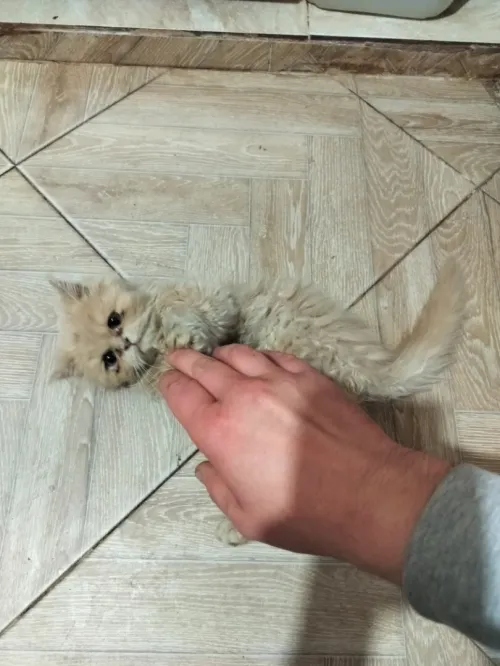 Persian cat / قط فارسي