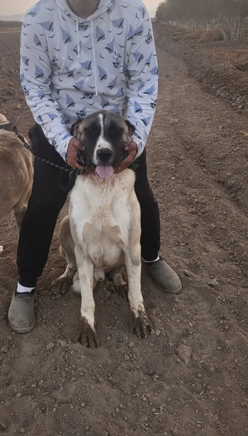 Chiots kangal