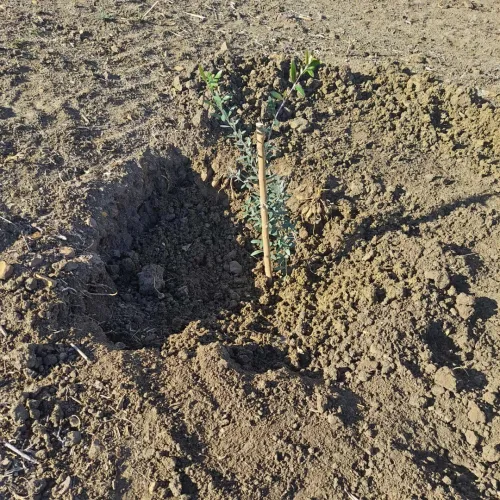 Vente Terrain Agricole Bordj Bou Arreridj Medjana