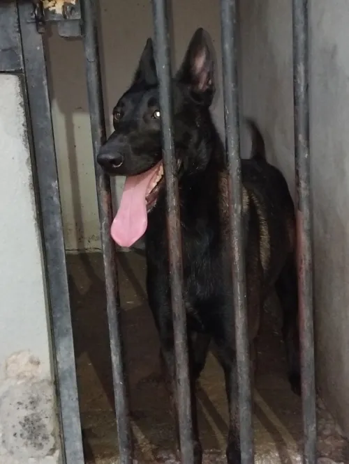 Top femelle malinois charbonee m3amra