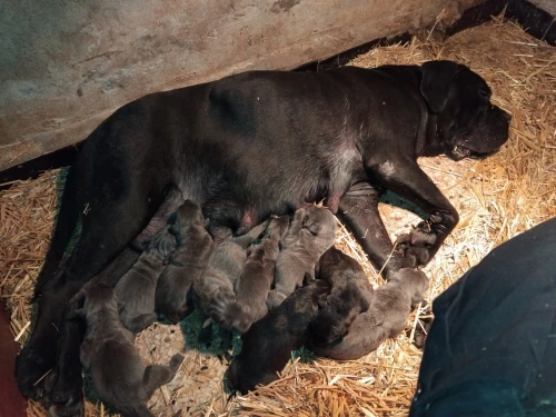 Top Femelle cane corso