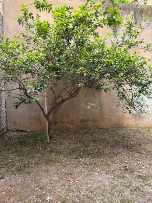 Vente Villa Souk Ahras Souk ahras